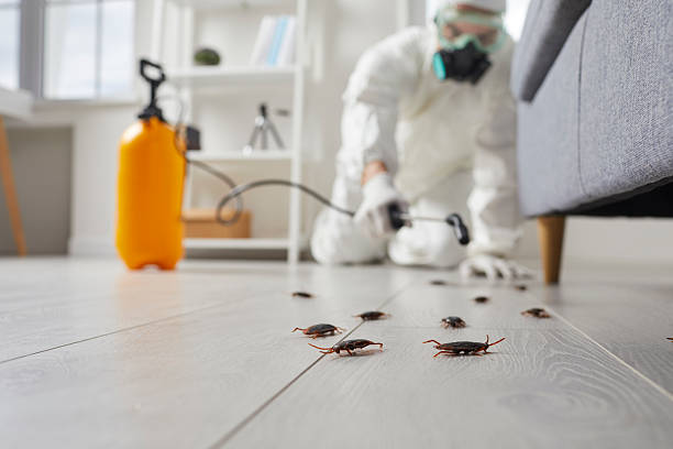 Commercial Kitchen Cockroach Control in Lake Arrowhead